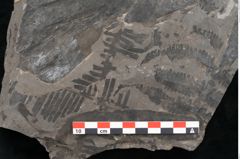 Foto (Detailansicht) von Plantae indet.  (NHMW-GEO-2024-0188-11382)